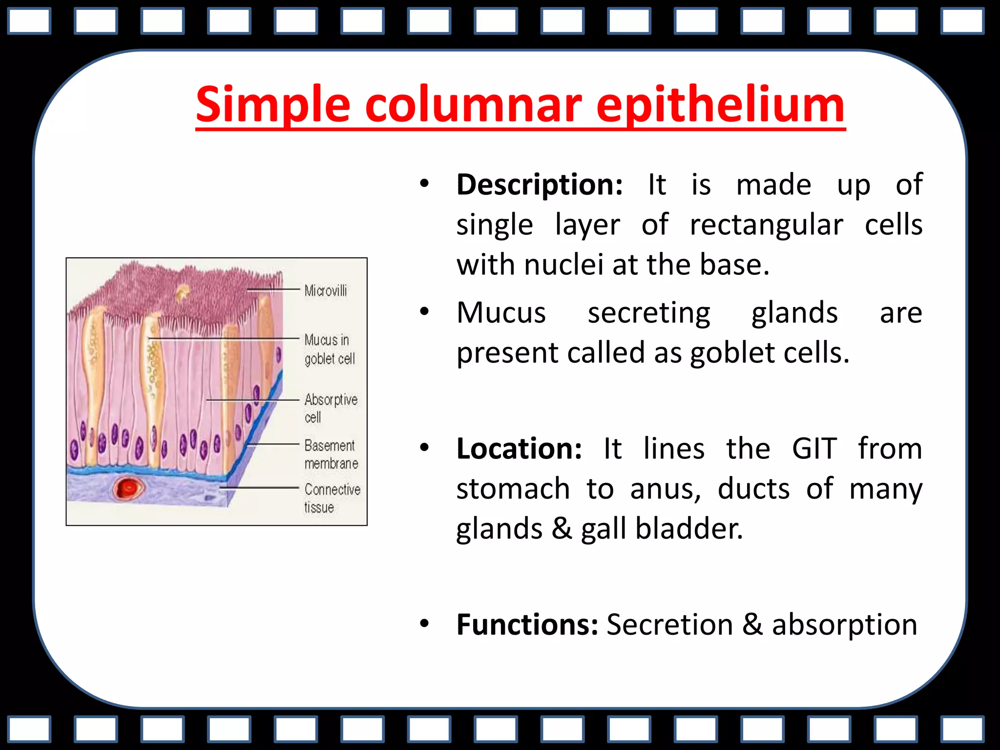 Simple columnar epithelium
• Description: It is made up of
single layer of rectangular cells
with nuclei at the base.
• Mucus secreting glands are
present called as goblet cells.
• Location: It lines the GIT from
stomach to anus, ducts of many
glands & gall bladder.
• Functions: Secretion & absorption
 