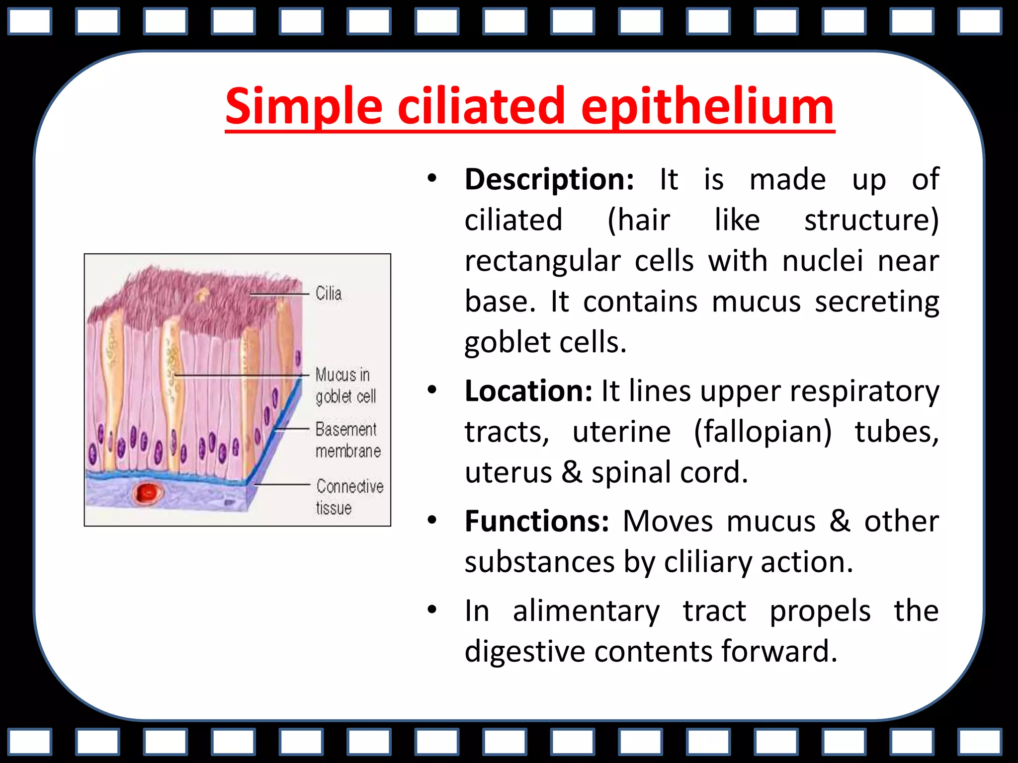 Simple ciliated epithelium
• Description: It is made up of
ciliated (hair like structure)
rectangular cells with nuclei near
base. It contains mucus secreting
goblet cells.
• Location: It lines upper respiratory
tracts, uterine (fallopian) tubes,
uterus & spinal cord.
• Functions: Moves mucus & other
substances by cliliary action.
• In alimentary tract propels the
digestive contents forward.
 