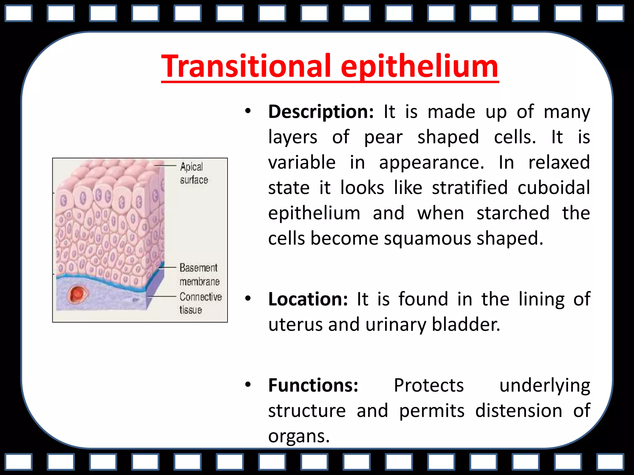 Transitional epithelium
• Description: It is made up of many
layers of pear shaped cells. It is
variable in appearance. In relaxed
state it looks like stratified cuboidal
epithelium and when starched the
cells become squamous shaped.
• Location: It is found in the lining of
uterus and urinary bladder.
• Functions: Protects underlying
structure and permits distension of
organs.
 