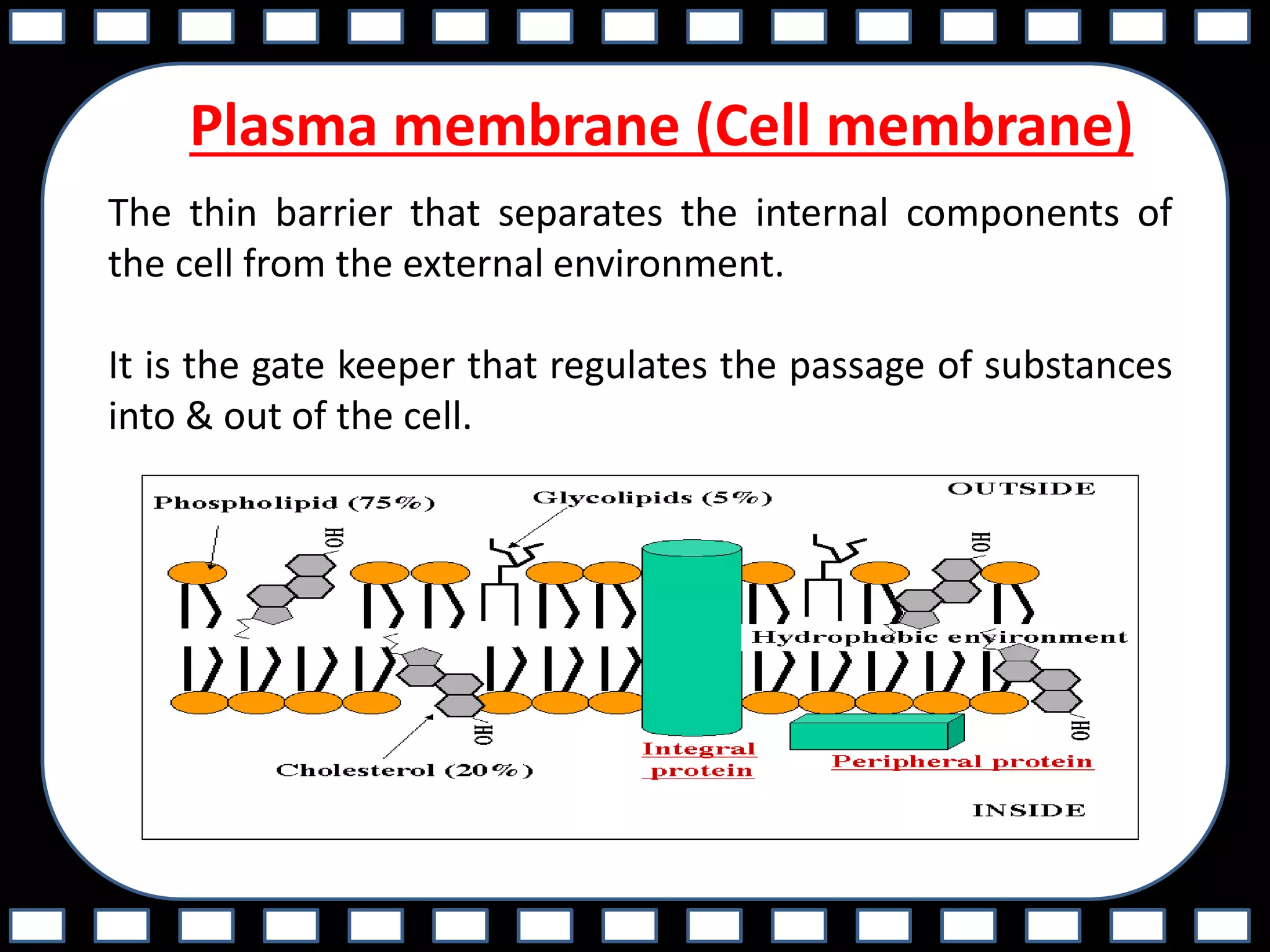 Plasma membrane (Cell membrane)
The thin barrier that separates the internal components of
the cell from the external environment.
It is the gate keeper that regulates the passage of substances
into & out of the cell.
 