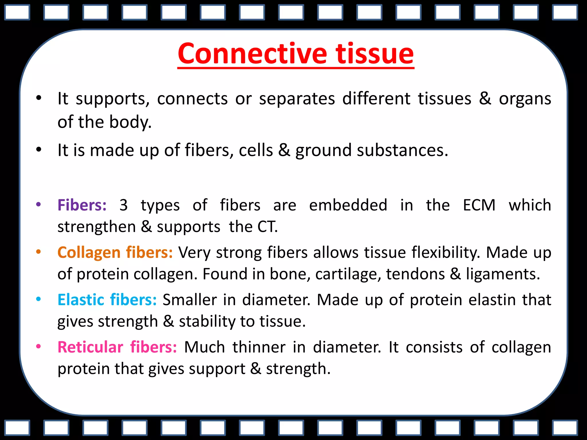 Connective tissue
• It supports, connects or separates different tissues & organs
of the body.
• It is made up of fibers, cells & ground substances.
• Fibers: 3 types of fibers are embedded in the ECM which
strengthen & supports the CT.
• Collagen fibers: Very strong fibers allows tissue flexibility. Made up
of protein collagen. Found in bone, cartilage, tendons & ligaments.
• Elastic fibers: Smaller in diameter. Made up of protein elastin that
gives strength & stability to tissue.
• Reticular fibers: Much thinner in diameter. It consists of collagen
protein that gives support & strength.
 