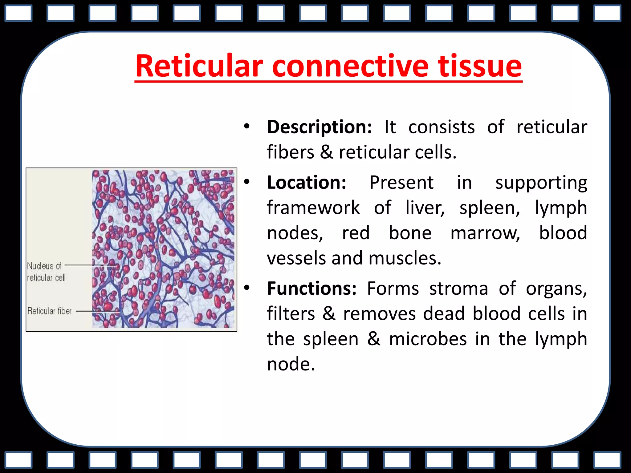 Reticular connective tissue
• Description: It consists of reticular
fibers & reticular cells.
• Location: Present in supporting
framework of liver, spleen, lymph
nodes, red bone marrow, blood
vessels and muscles.
• Functions: Forms stroma of organs,
filters & removes dead blood cells in
the spleen & microbes in the lymph
node.
 