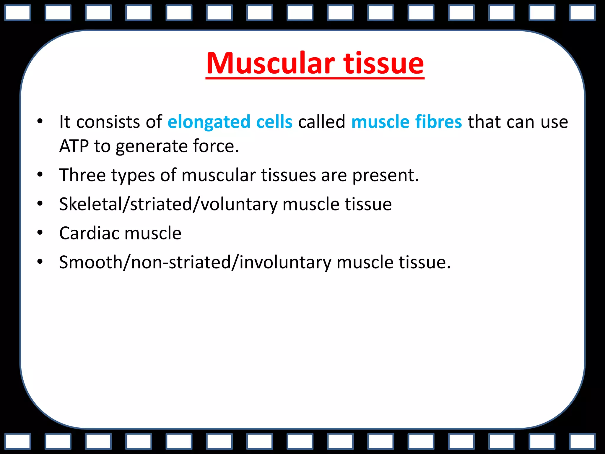 Muscular tissue
• It consists of elongated cells called muscle fibres that can use
ATP to generate force.
• Three types of muscular tissues are present.
• Skeletal/striated/voluntary muscle tissue
• Cardiac muscle
• Smooth/non-striated/involuntary muscle tissue.
 