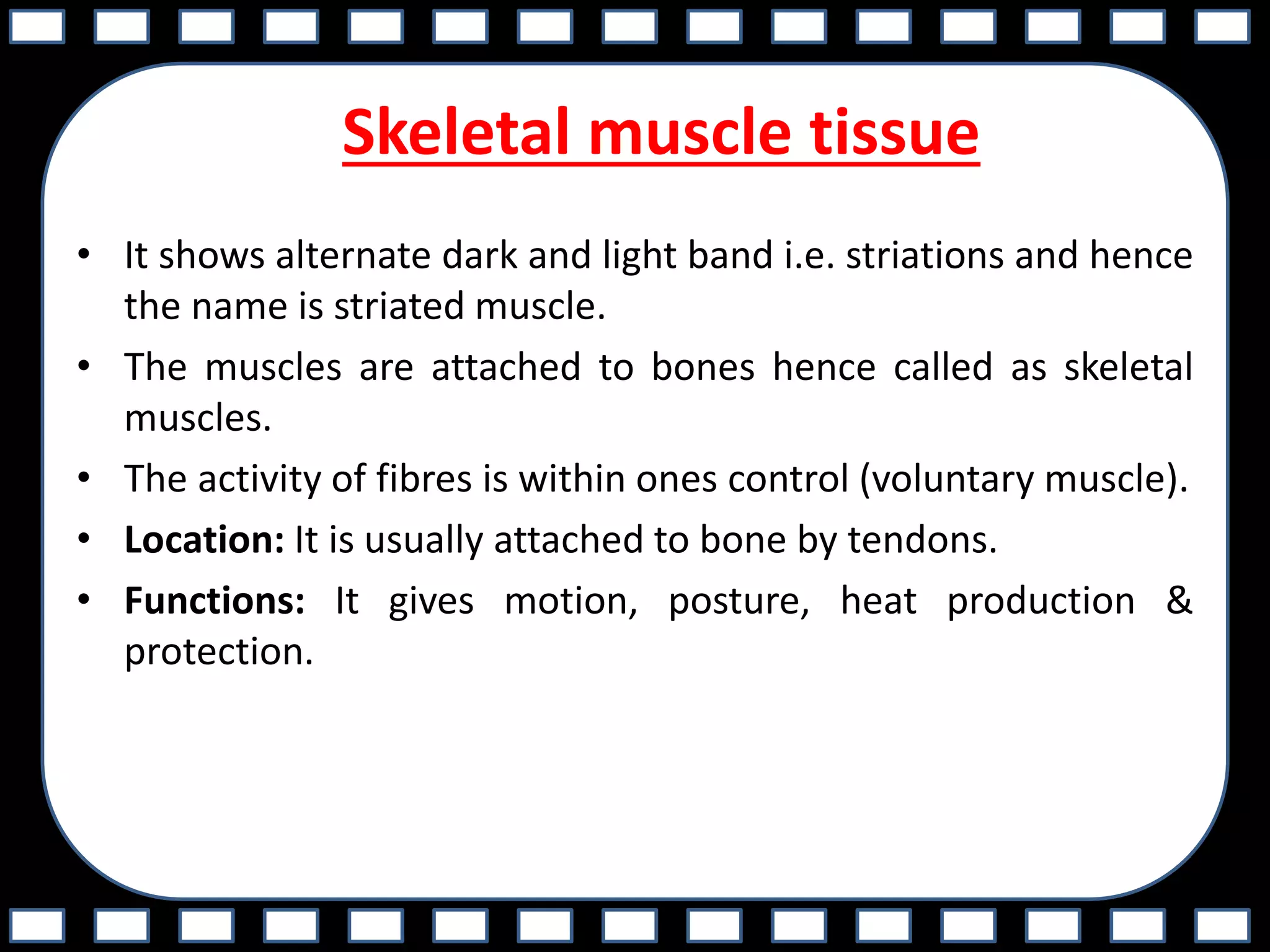Skeletal muscle tissue
• It shows alternate dark and light band i.e. striations and hence
the name is striated muscle.
• The muscles are attached to bones hence called as skeletal
muscles.
• The activity of fibres is within ones control (voluntary muscle).
• Location: It is usually attached to bone by tendons.
• Functions: It gives motion, posture, heat production &
protection.
 