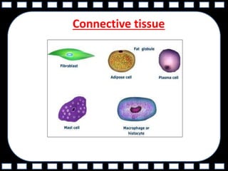 Cell and tissue | PPTX