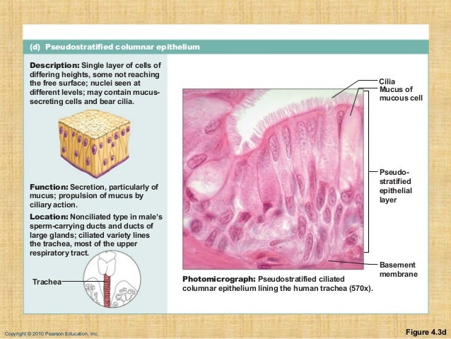 Cell and tissues
