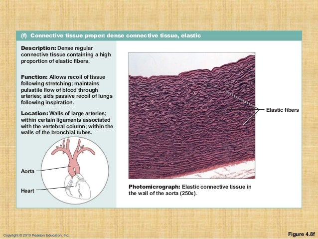 Dense Connective Tissue Elastic