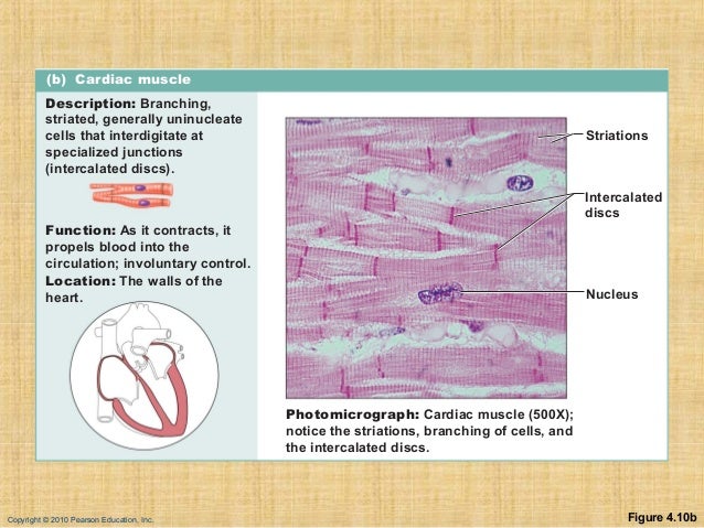 Cell and tissues