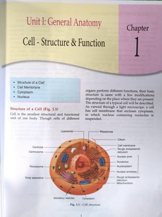 Cell structure and function 