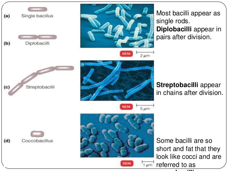 Cell Arrangement of Bacteria
