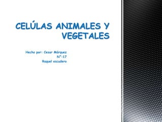 Hecho por: Cesar Márquez
N°:17
Raquel escudero
CELÚLAS ANIMALES Y
VEGETALES
 