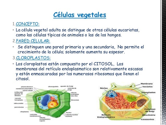 Celúlas animales y vegetales