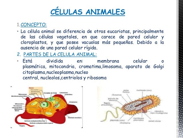 Celúlas animales y vegetales