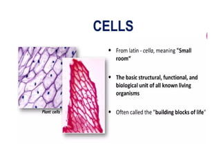 Comprehensive Overview of Cell Structure, Function, and Organelles | PPTX