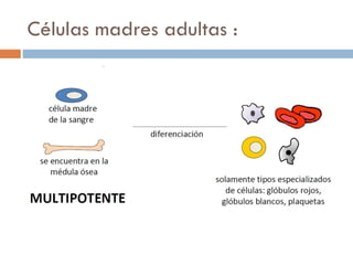 Células madres adultas :

 