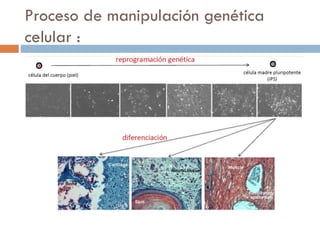 Proceso de manipulación genética
celular :

 