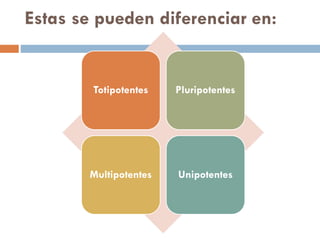 Estas se pueden diferenciar en:

Totipotentes

Pluripotentes

Multipotentes

Unipotentes

 