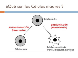 ¿Qué son las Células madres ?

 