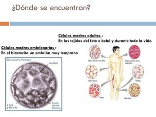¿Dónde se encuentran?
Células madres adultas :
En los tejidos del feto e bebé y durante toda la vida
Células madres embrionarias :
En el blastocito un embrión muy temprano

 