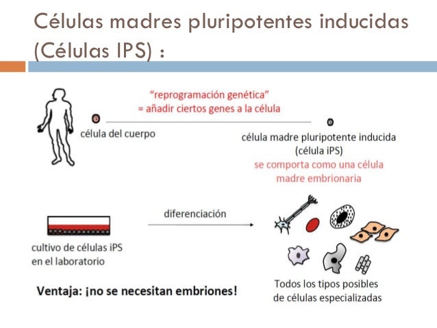 Ventajas Y Desventajas Del Uso De Las Celulas Madres es.slideshare.net