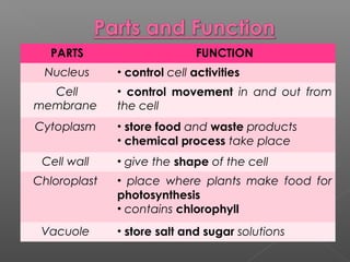 PARTS FUNCTION
Nucleus • control cell activities
Cell
membrane
• control movement in and out from
the cell
Cytoplasm • store food and waste products
• chemical process take place
Cell wall • give the shape of the cell
Chloroplast • place where plants make food for
photosynthesis
• contains chlorophyll
Vacuole • store salt and sugar solutions
 