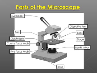 Eyepieces
Arm
Objective lens
Clips
StageDiaphragm
Coarse focus knob
Fine focus knob
Base
Light/ mirror
 