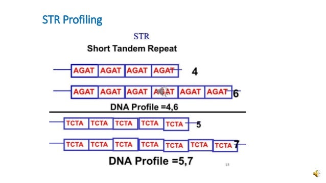 short tandem repeats profile tandem repeats