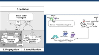 Cell based model of coagulation | PPTX