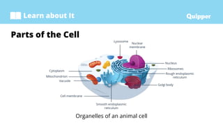 Cell Basic Structural and Functional Unit of Life.pptx