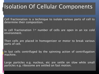 Isolation Of Cellular Components
Cell fractionation is a technique to isolate various parts of cell to
determine their composition.
In cell fractionation 1st
number of cells are open in an ice cold
environment.
Then cells are placed in homogenizer or motor to break various
parts of cell.
In last cells centrifuged by the spinning action of centrifugation
machine.
Large particles e.g. nucleus, etc are settle on slow while small
particles e.g. ribosome are settled on fast motion.
 