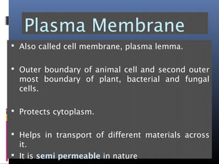 Plasma Membrane
 Also called cell membrane, plasma lemma.
 Outer boundary of animal cell and second outer
most boundary of plant, bacterial and fungal
cells.
 Protects cytoplasm.
 Helps in transport of different materials across
it.
 It is semi permeable in nature
 