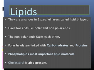 Lipids
 They are arranges in 2 parallel layers called lipid bi layer.
 Have two ends i.e. polar and non polar ends.
 The non-polar ends faces each other.
 Polar heads are linked with Carbohydrates and Proteins
 Phospholipids most important lipid molecule.
 Cholesterol is also present.
 