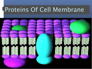 Proteins Of Cell Membrane
 