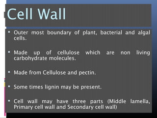 Cell Wall
 Outer most boundary of plant, bacterial and algal
cells.
 Made up of cellulose which are non living
carbohydrate molecules.
 Made from Cellulose and pectin.
 Some times lignin may be present.
 Cell wall may have three parts (Middle lamella,
Primary cell wall and Secondary cell wall)
 