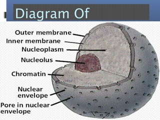 Diagram Of
Nucueus
 