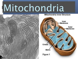 Mitochondria
 