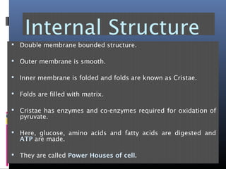 Internal Structure
 Double membrane bounded structure.
 Outer membrane is smooth.
 Inner membrane is folded and folds are known as Cristae.
 Folds are filled with matrix.
 Cristae has enzymes and co-enzymes required for oxidation of
pyruvate.
 Here, glucose, amino acids and fatty acids are digested and
ATP are made.
 They are called Power Houses of cell.
 