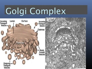 Golgi Complex
 