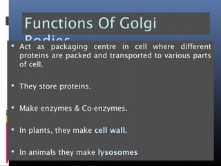 Functions Of Golgi
Bodies Act as packaging centre in cell where different
proteins are packed and transported to various parts
of cell.
 They store proteins.
 Make enzymes & Co-enzymes.
 In plants, they make cell wall.
 In animals they make lysosomes
 