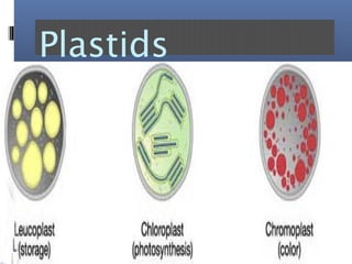Plastids
 
