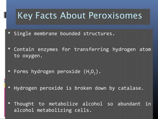 Key Facts About Peroxisomes
 Single membrane bounded structures.
 Contain enzymes for transferring hydrogen atom
to oxygen.
 Forms hydrogen peroxide (H2O2).
 Hydrogen peroxide is broken down by catalase.
 Thought to metabolize alcohol so abundant in
alcohol metabolizing cells.
 