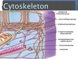 Cytoskeleton
 