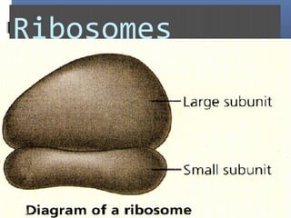 Ribosomes
 