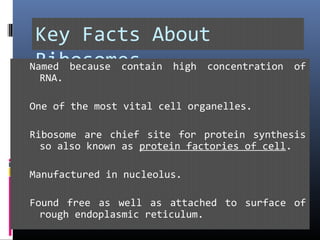 Key Facts About
RibosomesNamed because contain high concentration of
RNA.
One of the most vital cell organelles.
Ribosome are chief site for protein synthesis
so also known as protein factories of cell.
Manufactured in nucleolus.
Found free as well as attached to surface of
rough endoplasmic reticulum.
 