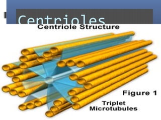 Centrioles
 