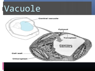 Vacuole
 