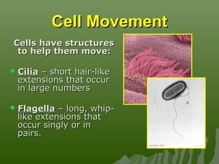Cell Behaviors | PPT