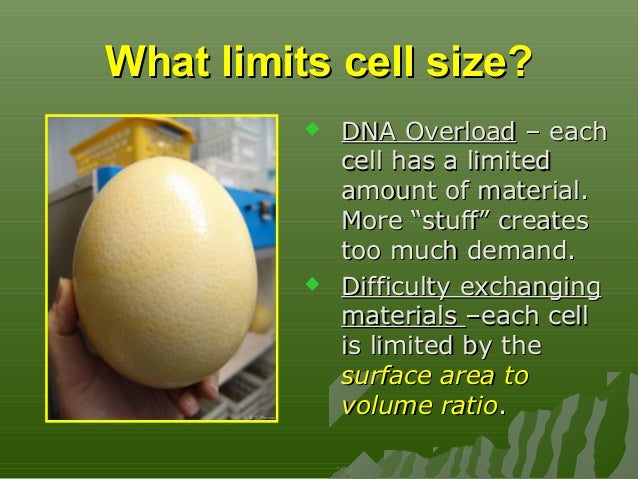 cell behaviors the maximum size of a cell is limited by