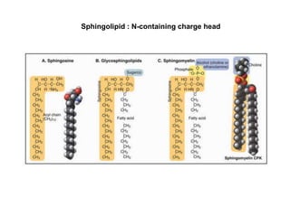 Sphingolipid : N-containing charge head
 