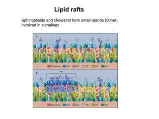 Lipid rafts
Sphingolipids and cholestrol form small islands (50nm)
Involved in signalings
 